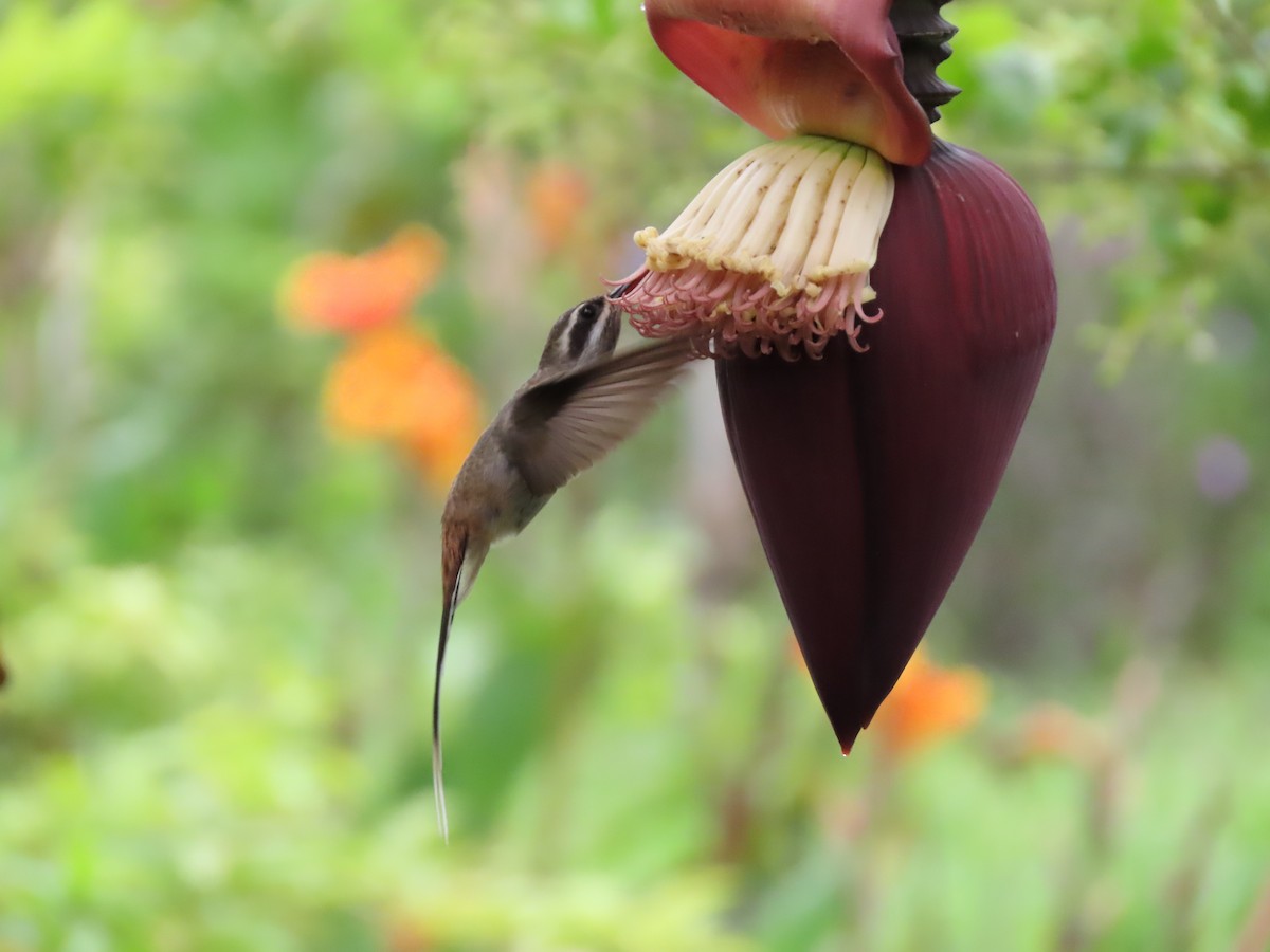 kolibřík tmavotemenný - ML619054355