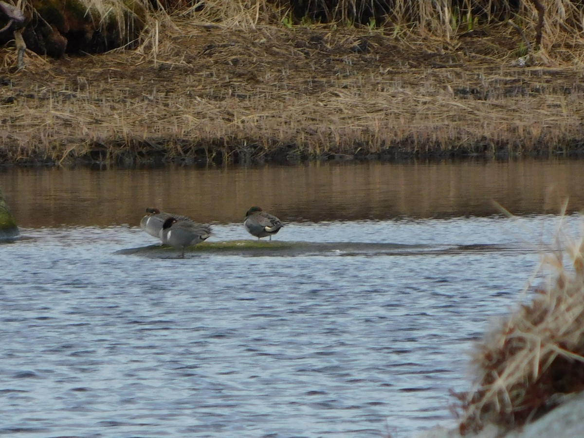 Green-winged Teal - ML619054381