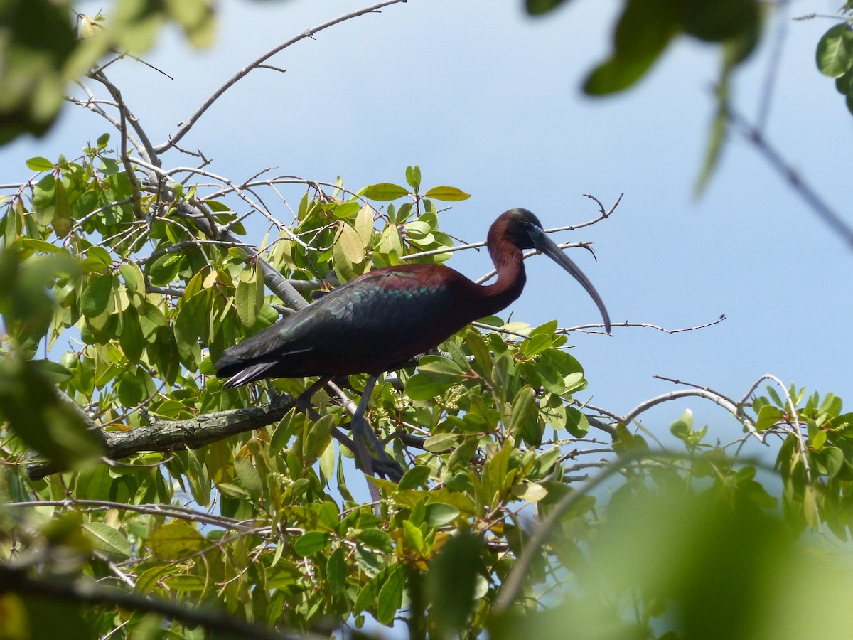 ibis hnědý - ML619054395