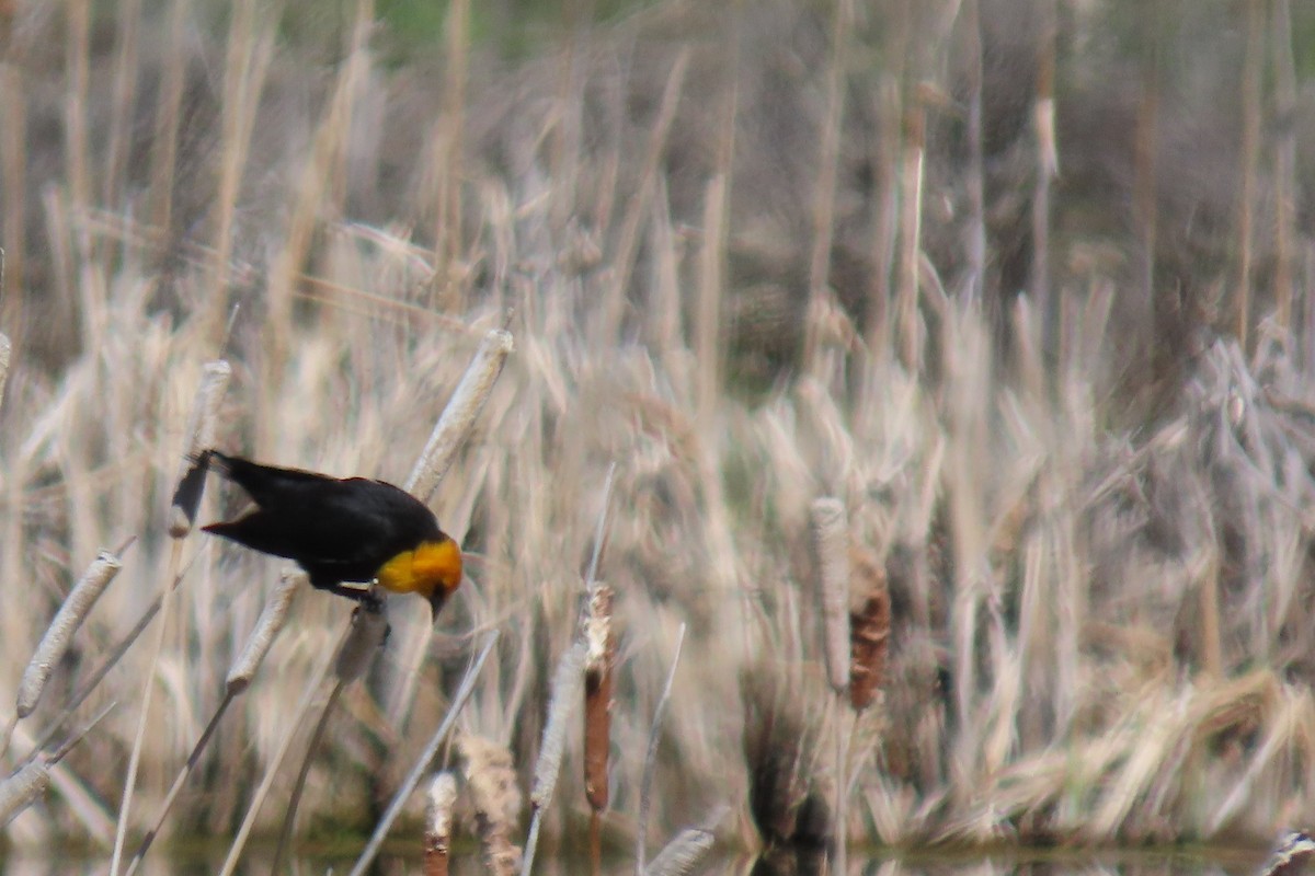 Yellow-headed Blackbird - ML619054411
