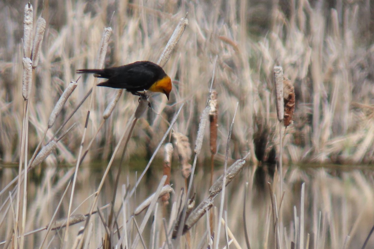 Yellow-headed Blackbird - ML619054412