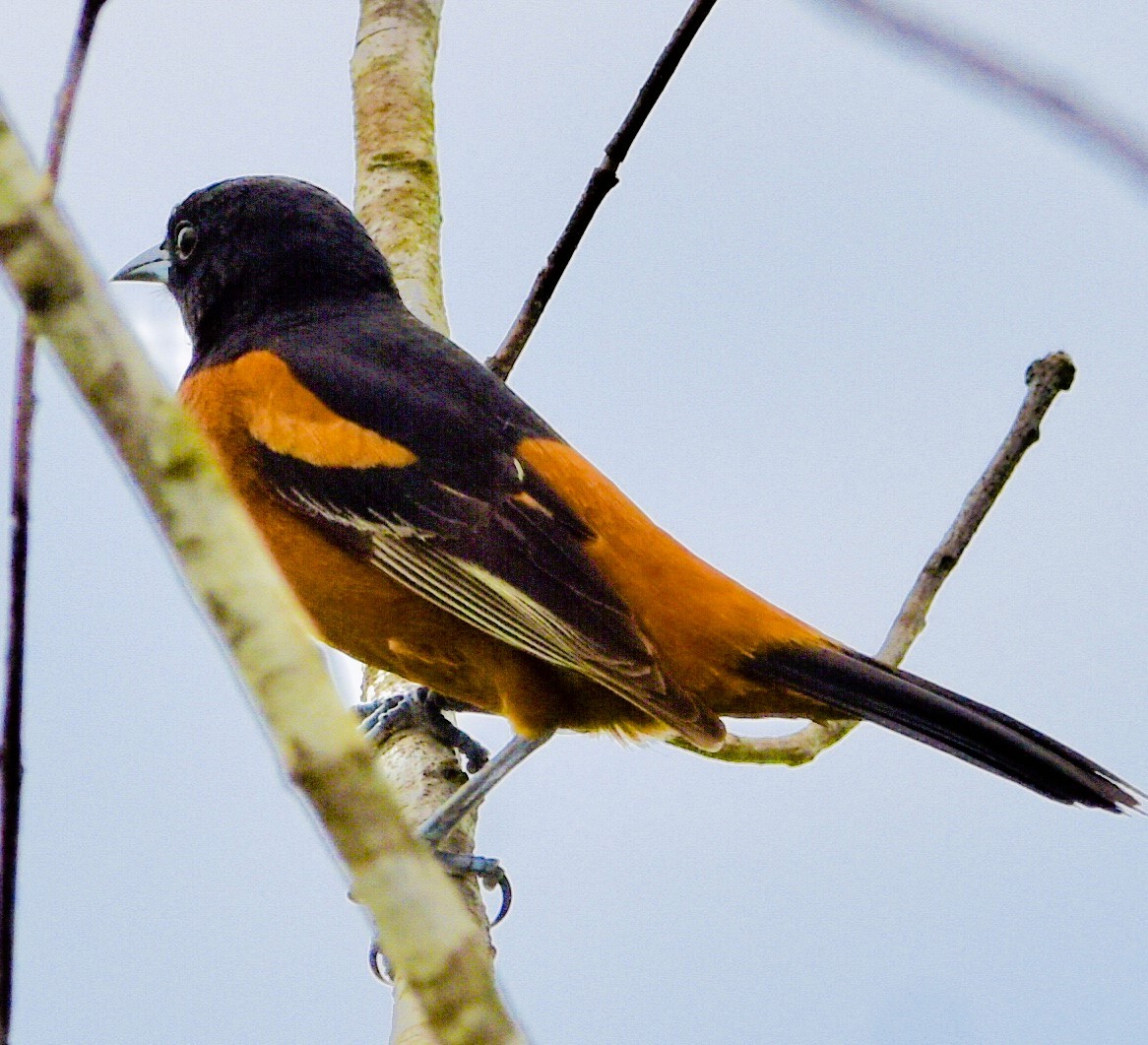 Orchard Oriole - ML619054418