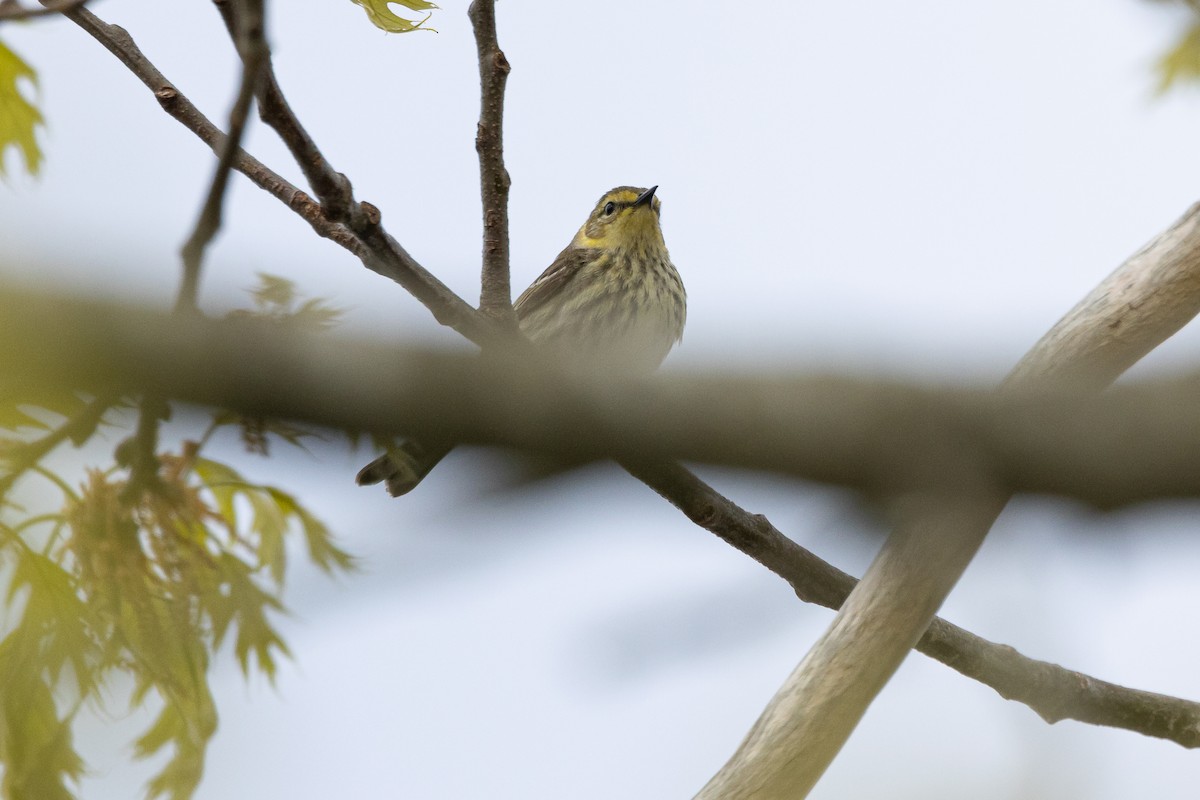 Cape May Warbler - ML619054467
