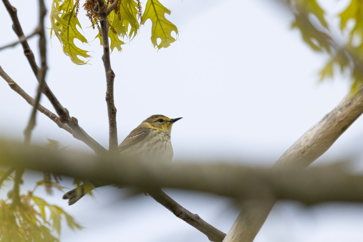 Cape May Warbler - ML619054468