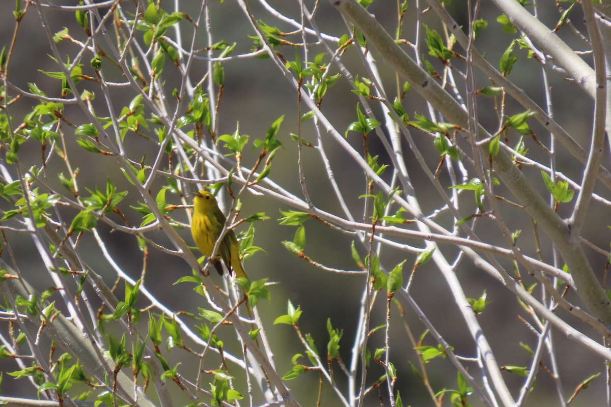 Yellow Warbler - ML619054484