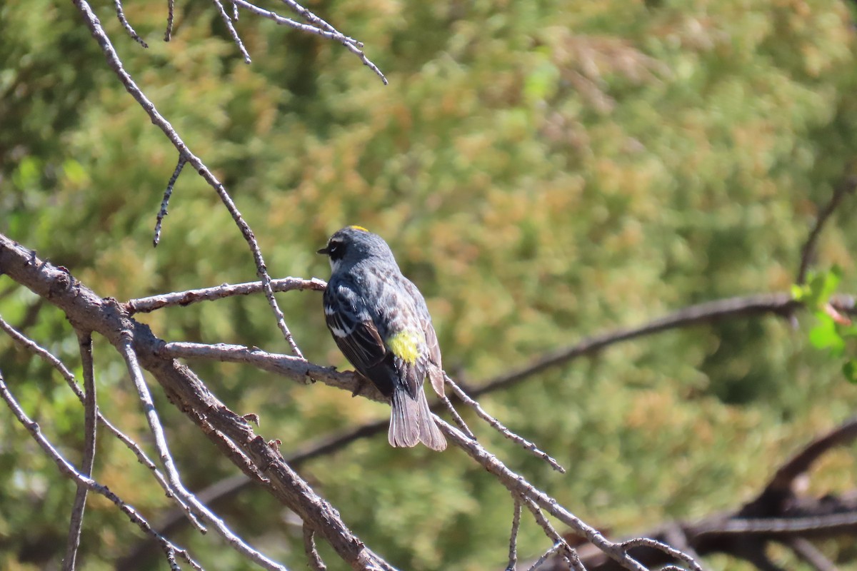 Yellow-rumped Warbler (Audubon's) - ML619054513