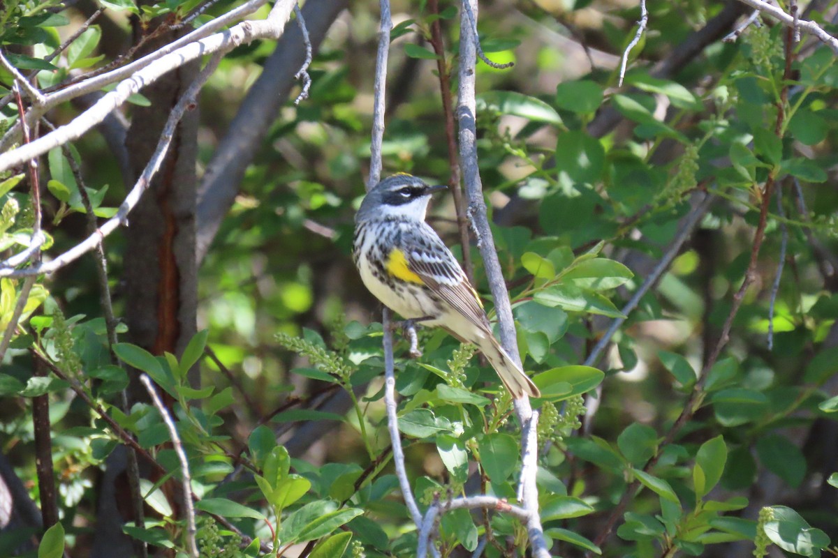 Yellow-rumped Warbler (Audubon's) - ML619054515