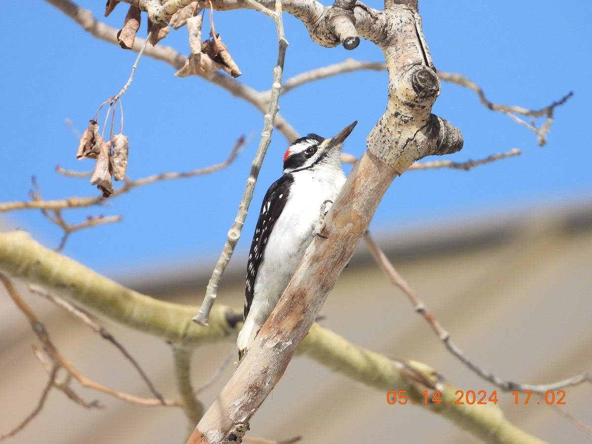 Hairy Woodpecker - ML619054541