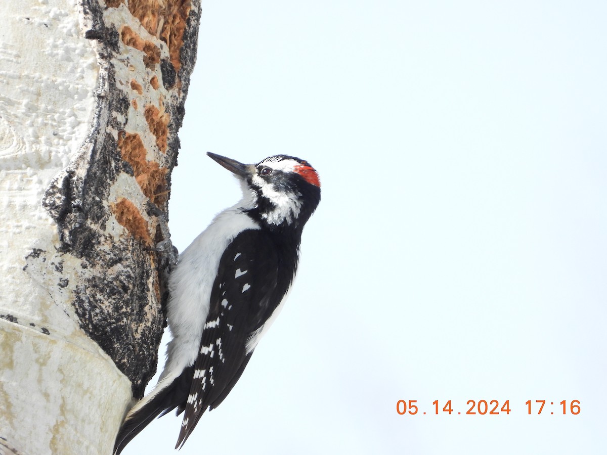 Hairy Woodpecker - ML619054546