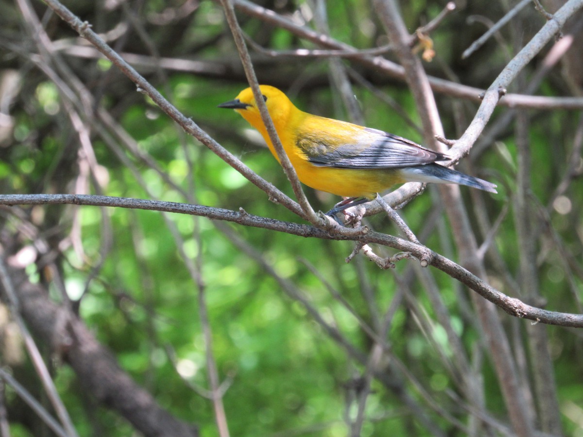 Prothonotary Warbler - ML619054549