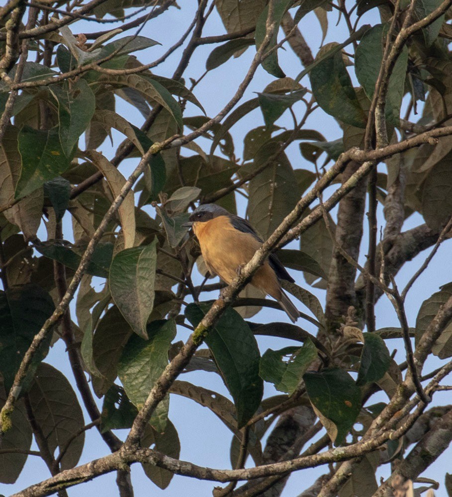 Fawn-breasted Tanager - ML619054619