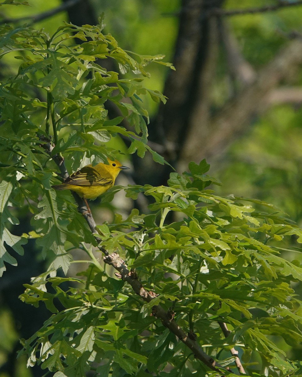 Yellow Warbler (Northern) - ML619054709
