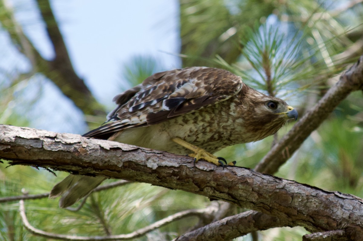 Red-shouldered Hawk (lineatus Group) - ML619054715
