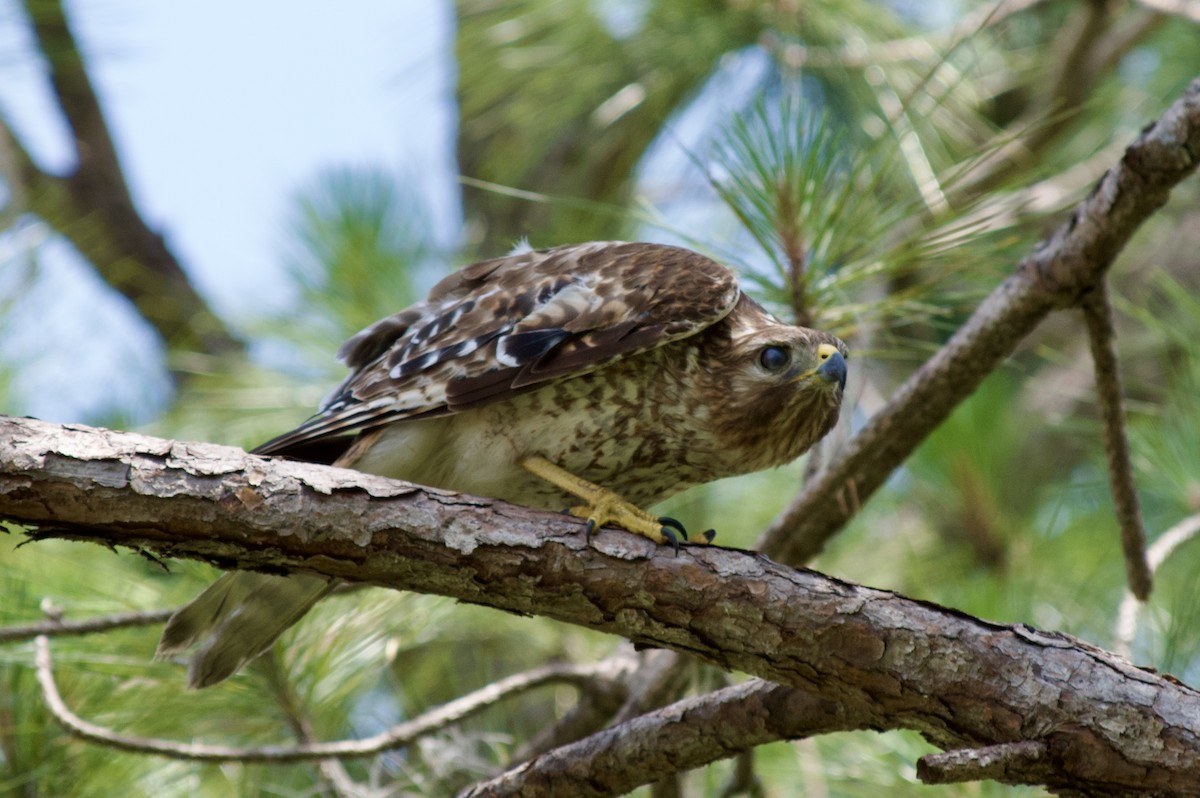 Red-shouldered Hawk (lineatus Group) - ML619054716