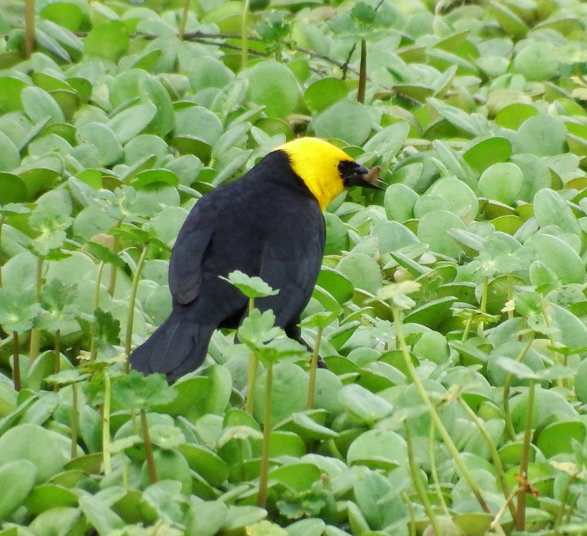 Yellow-hooded Blackbird - ML619054747