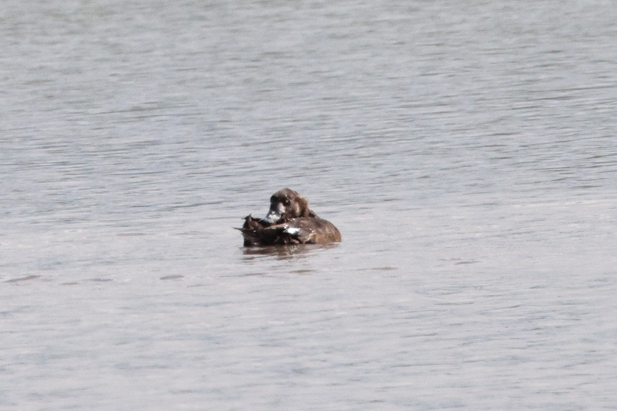 Greater Scaup - ML619054761
