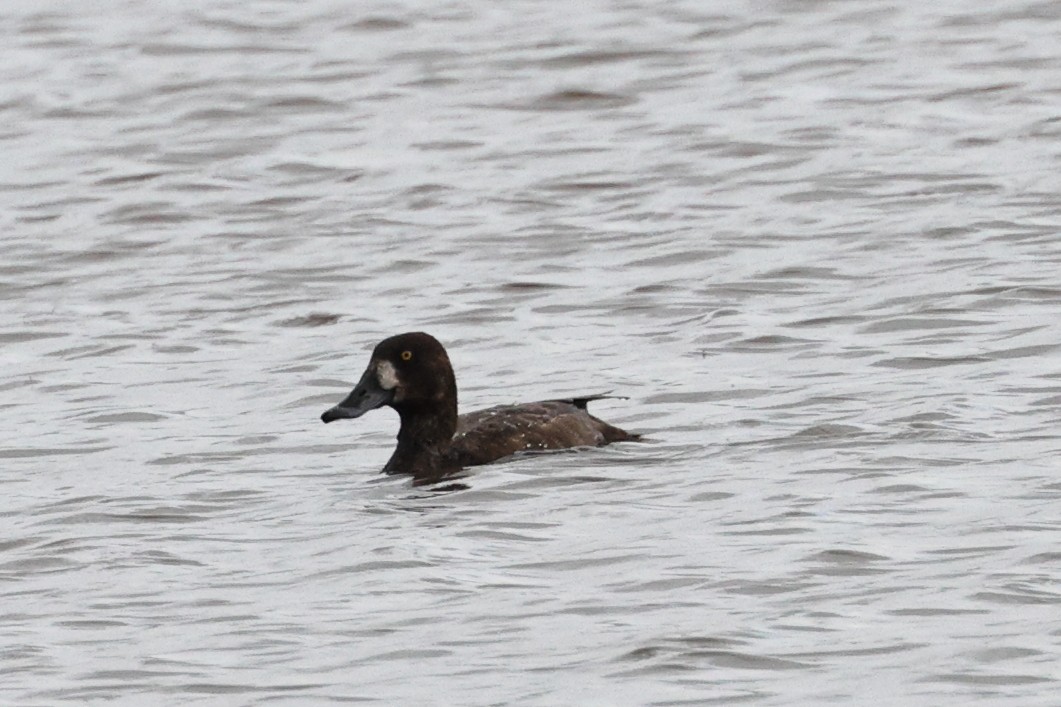Greater Scaup - Roi & Debbie Shannon