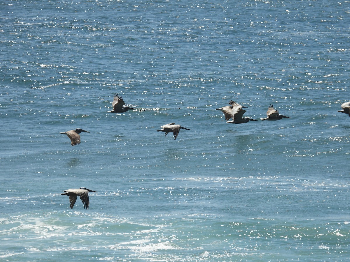 pelikán hnědý - ML619054790