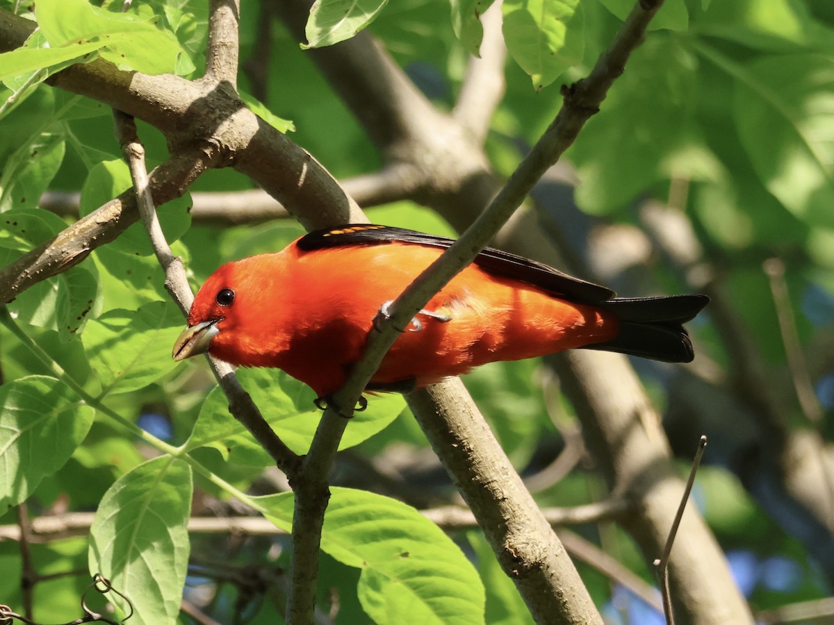 Scarlet Tanager - ML619054796