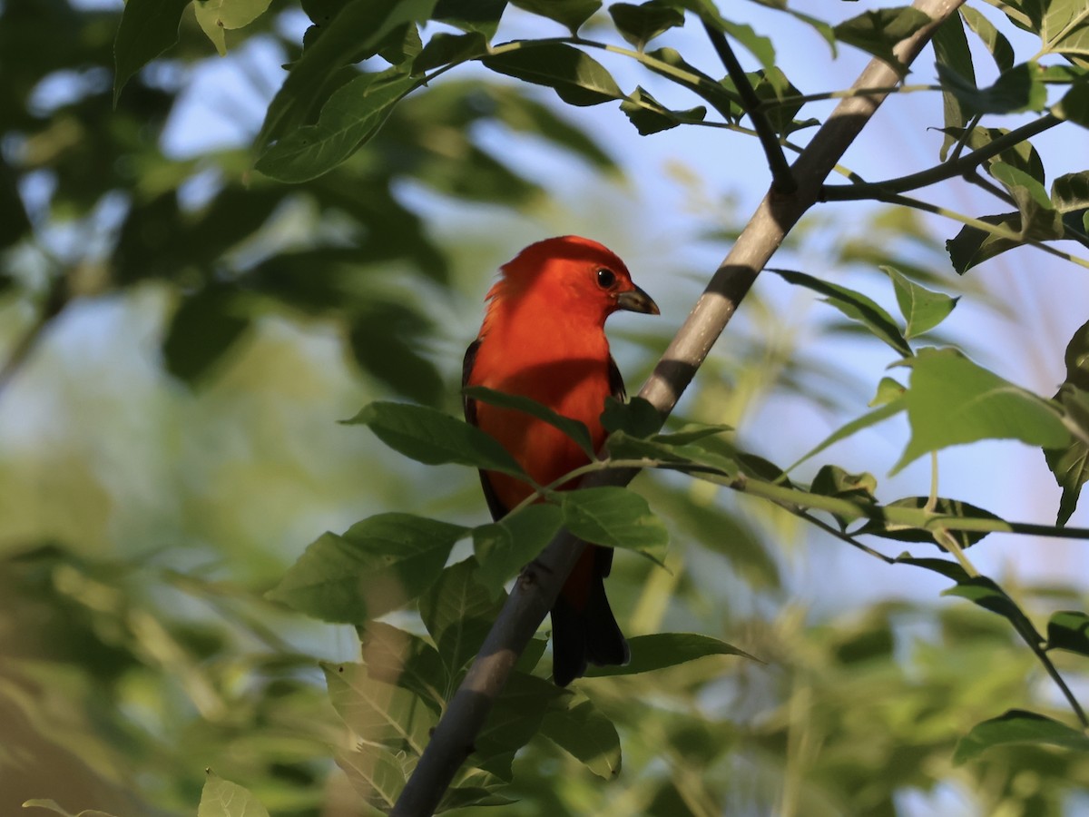 Scarlet Tanager - ML619054797