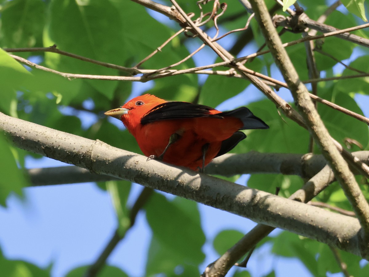 Scarlet Tanager - ML619054799
