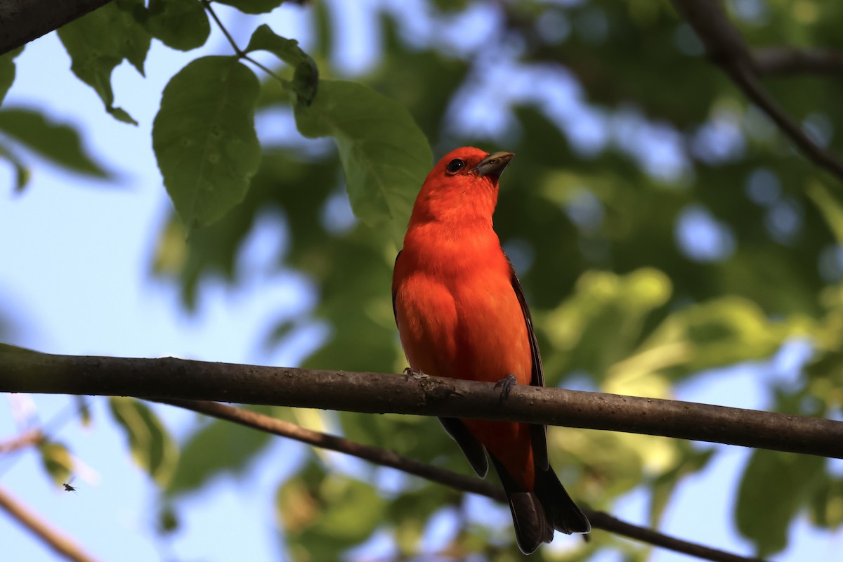 Scarlet Tanager - ML619054802