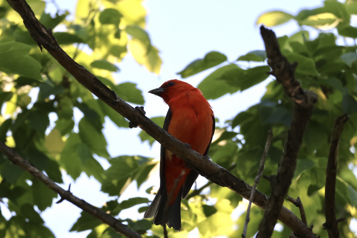 Scarlet Tanager - ML619054803