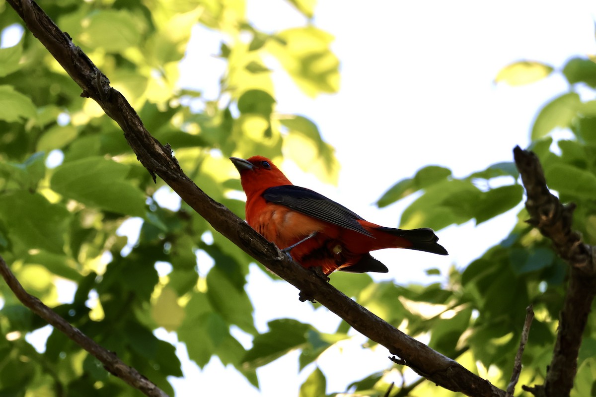 Scarlet Tanager - ML619054804