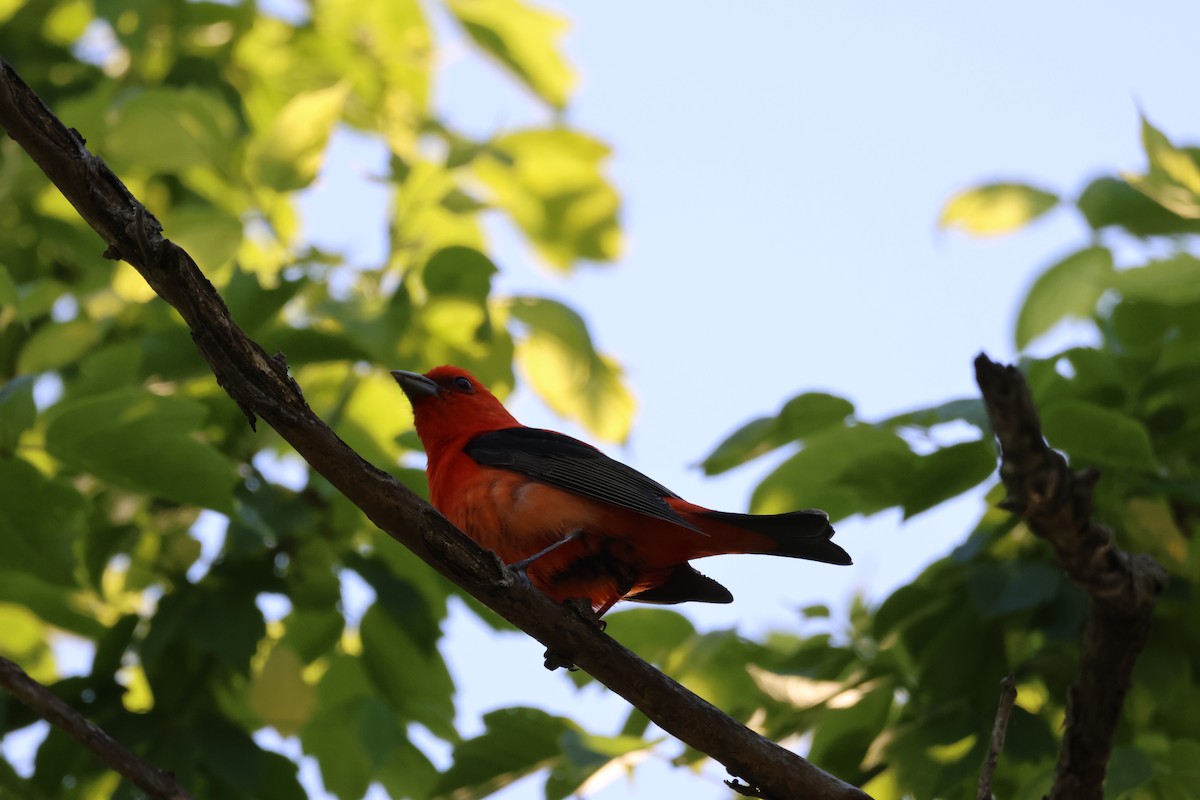 Scarlet Tanager - ML619054805