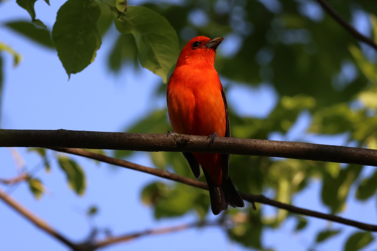 Scarlet Tanager - ML619054806