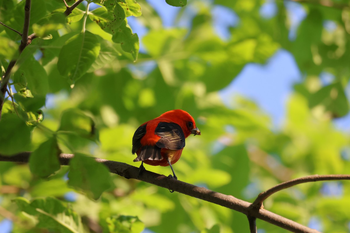 Scarlet Tanager - ML619054807