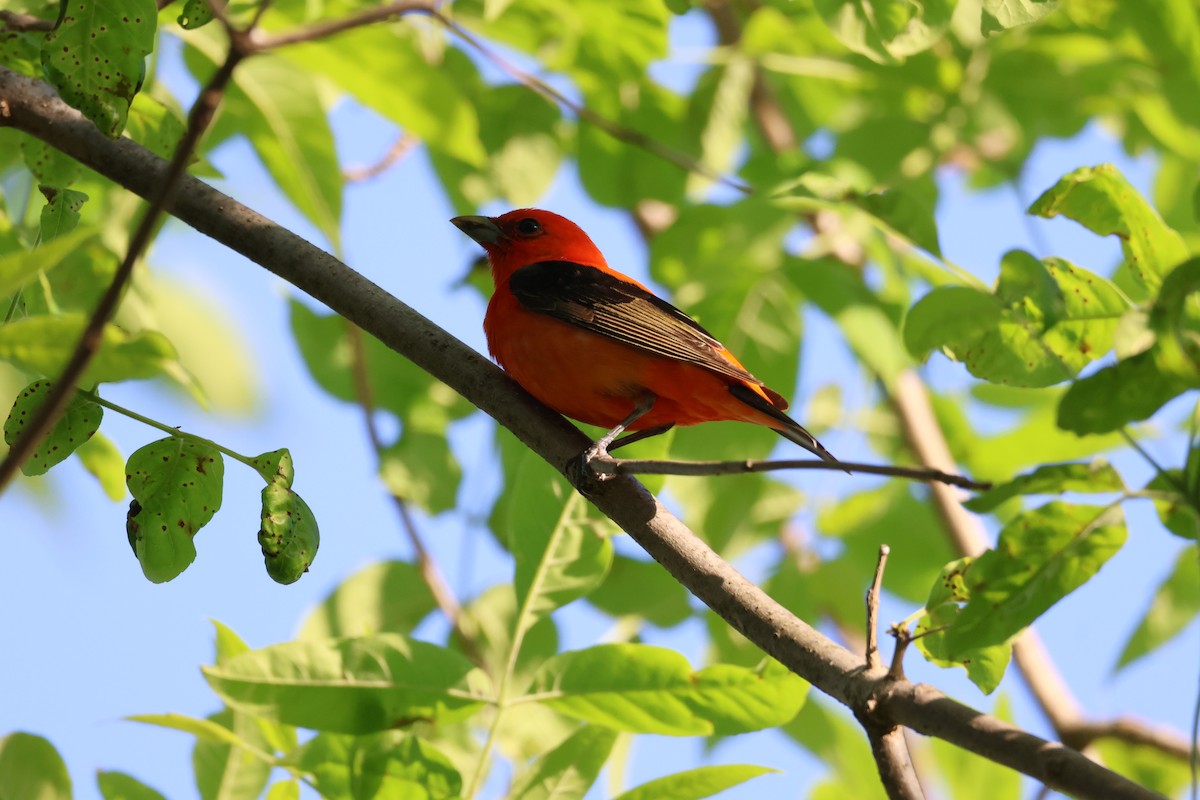 Scarlet Tanager - ML619054809