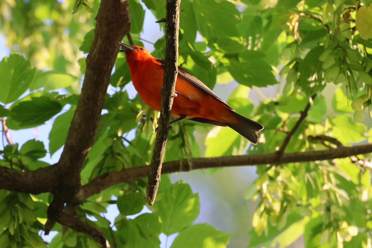 Scarlet Tanager - ML619054810