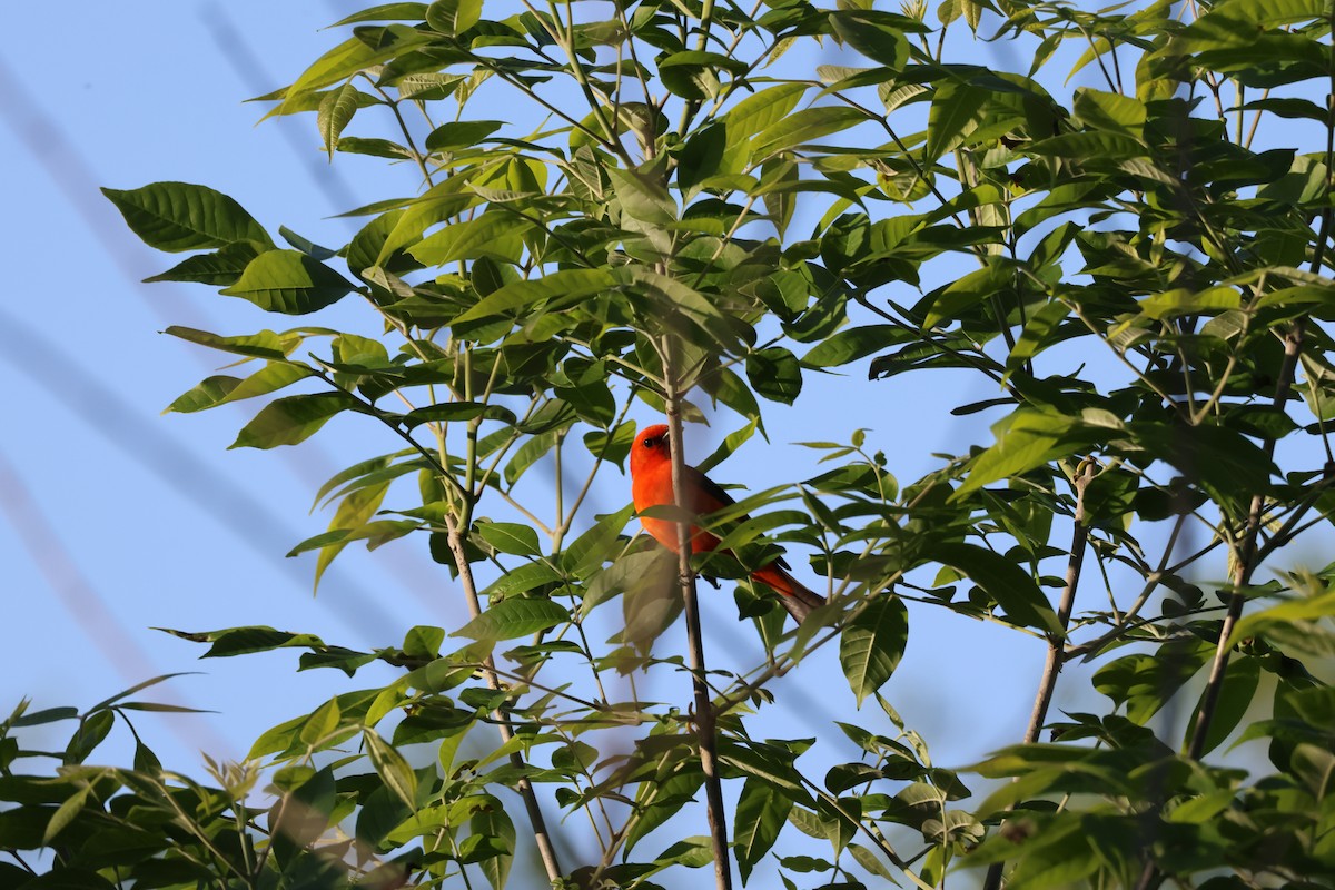Scarlet Tanager - ML619054811