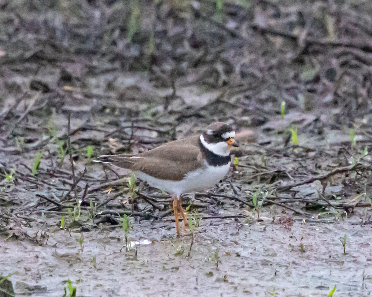 Semipalmated Plover - ML619054814