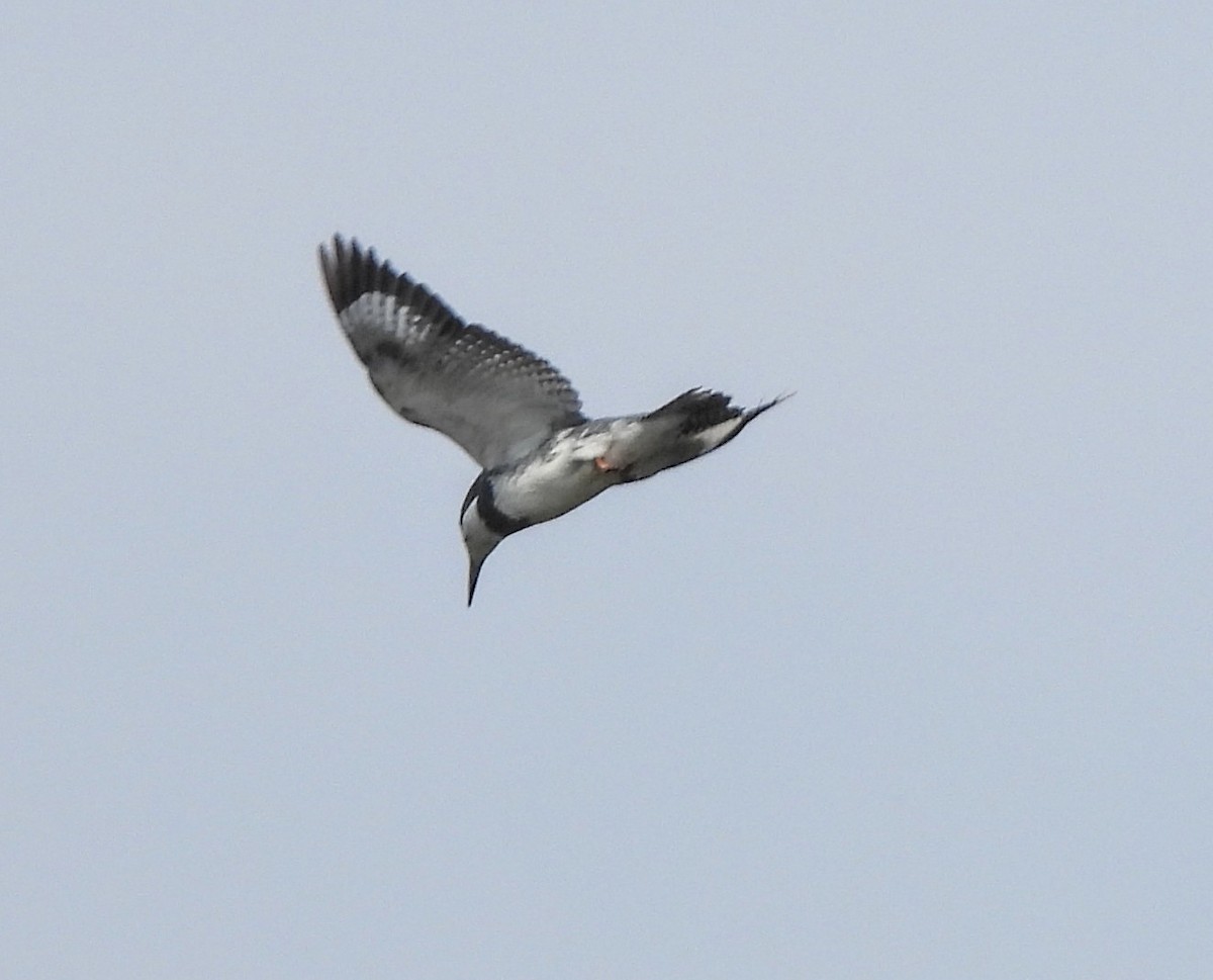 Belted Kingfisher - ML619054936