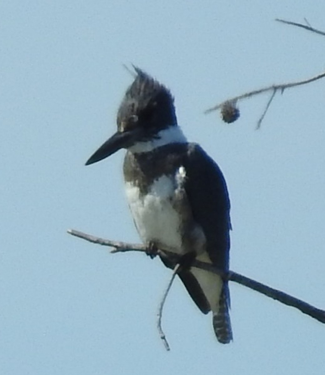 Belted Kingfisher - ML619054952