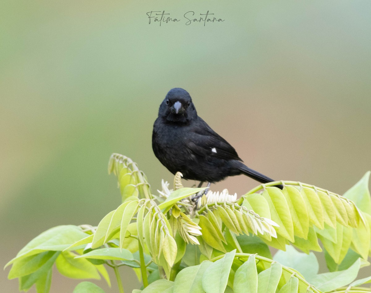 Variable Seedeater - ML619054966