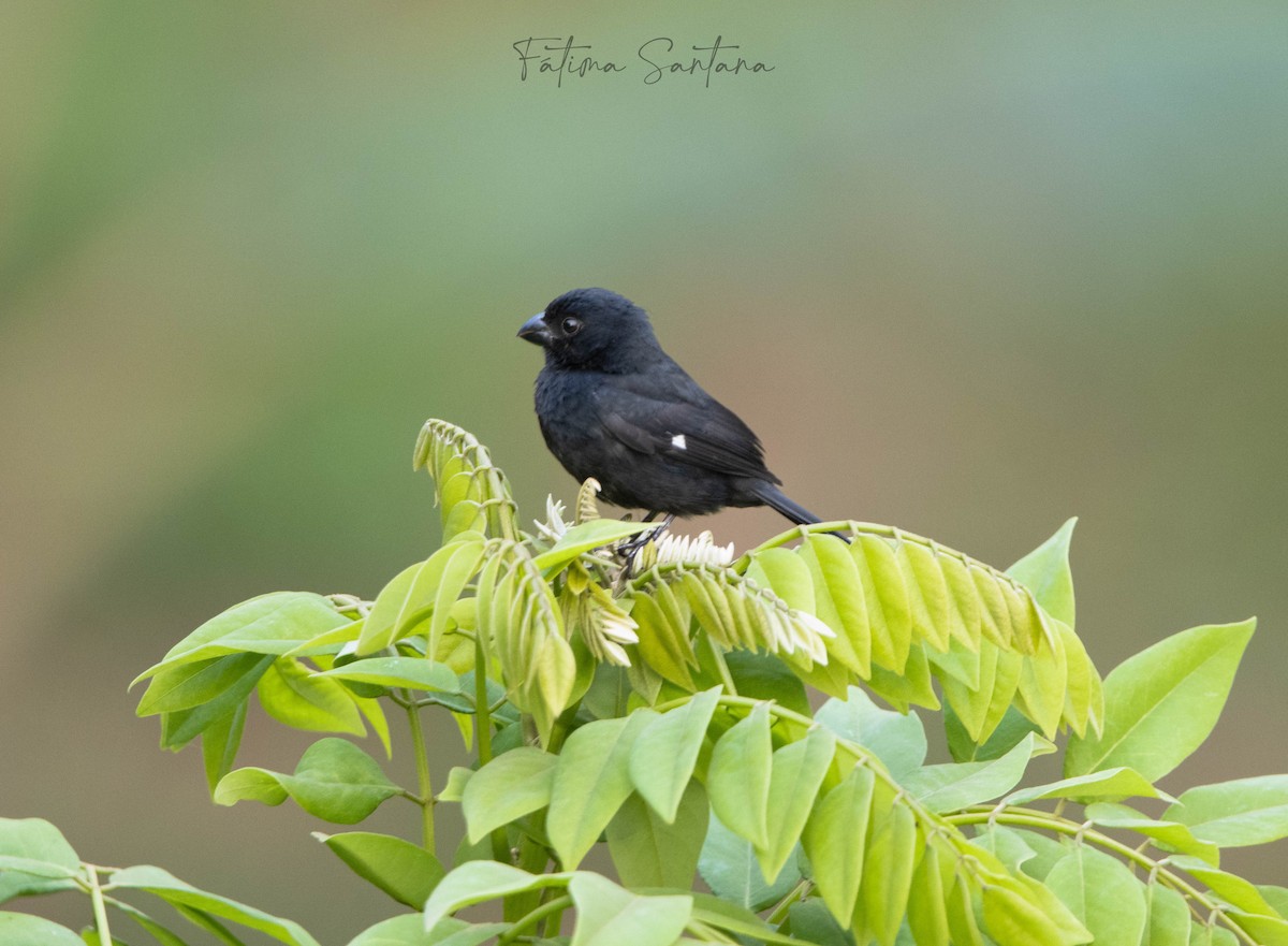 Variable Seedeater - ML619054967