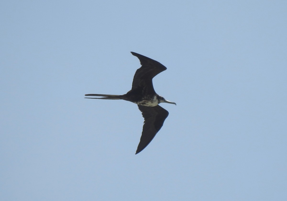 Magnificent Frigatebird - ML619054968
