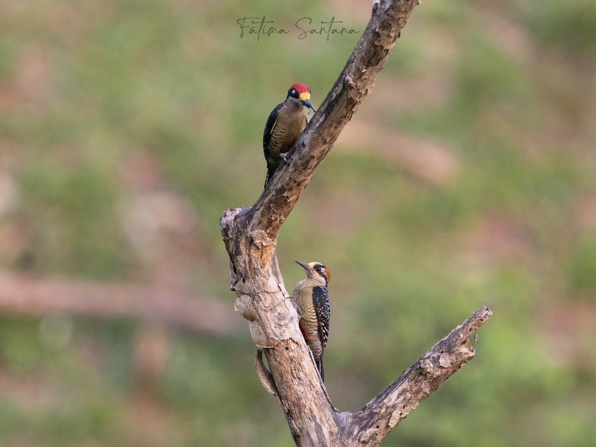 Black-cheeked Woodpecker - ML619054977