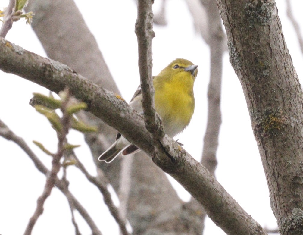 Yellow-throated Vireo - Tracy Muller