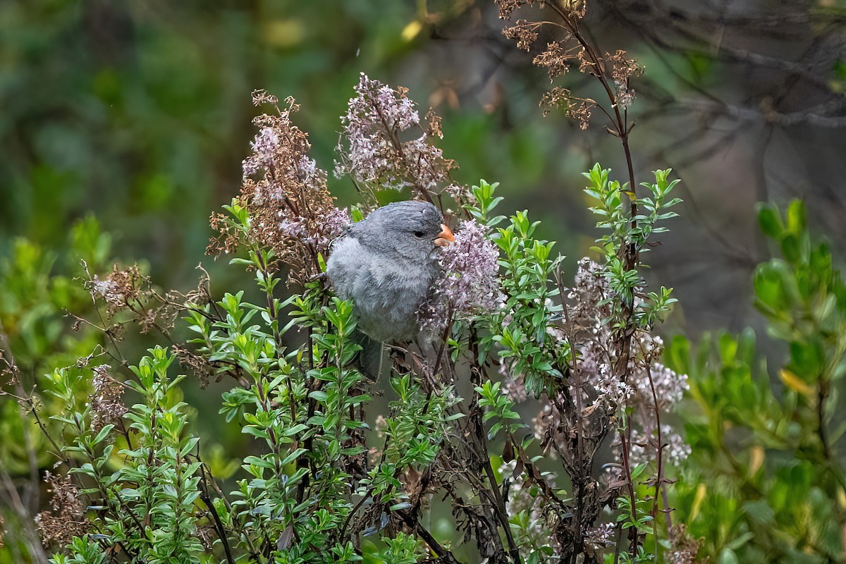 Plain-colored Seedeater - ML619055005