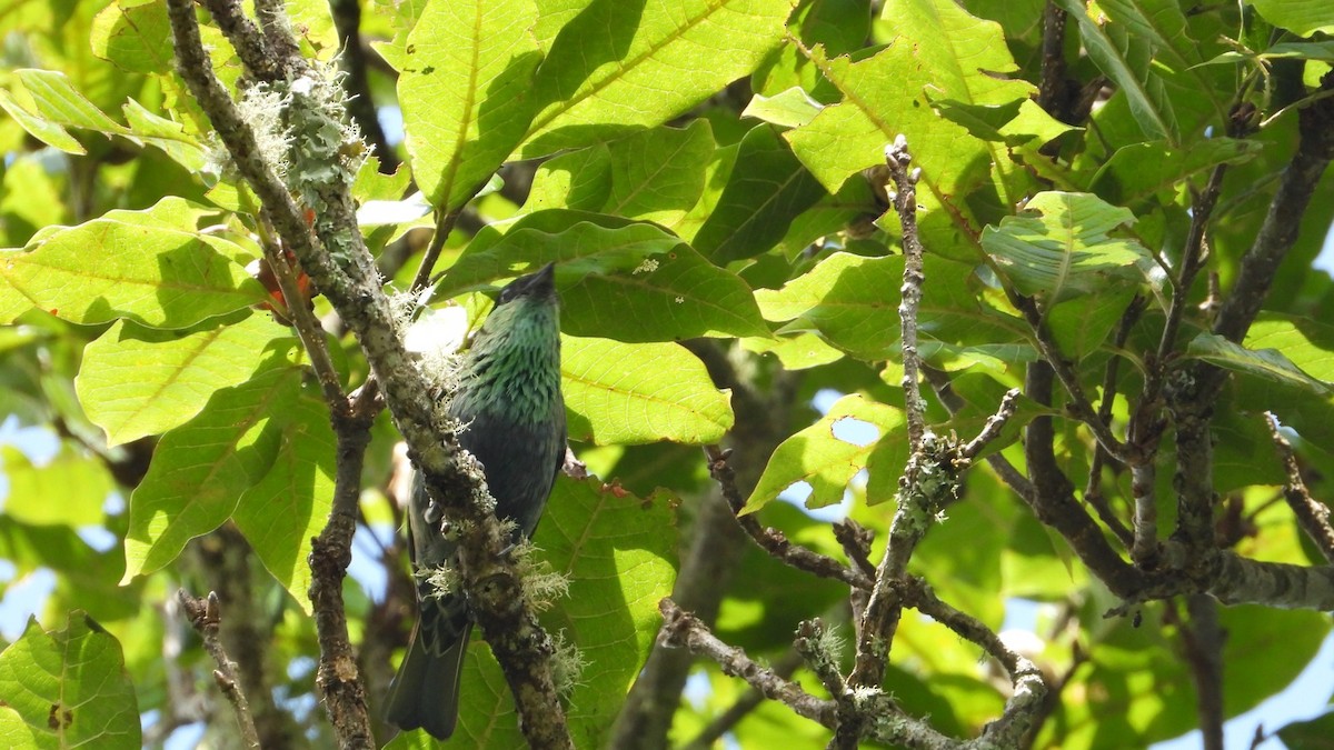 Black-capped Tanager - ML619055052