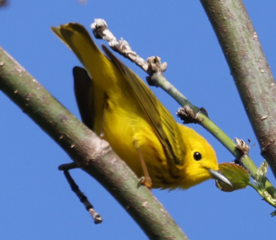Yellow Warbler (Northern) - ML619055094