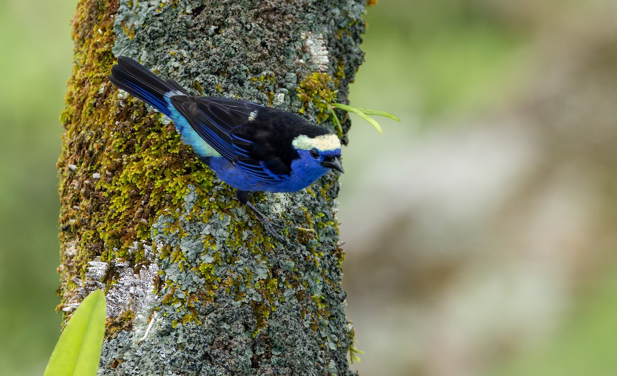 Opal-crowned Tanager - ML619055110
