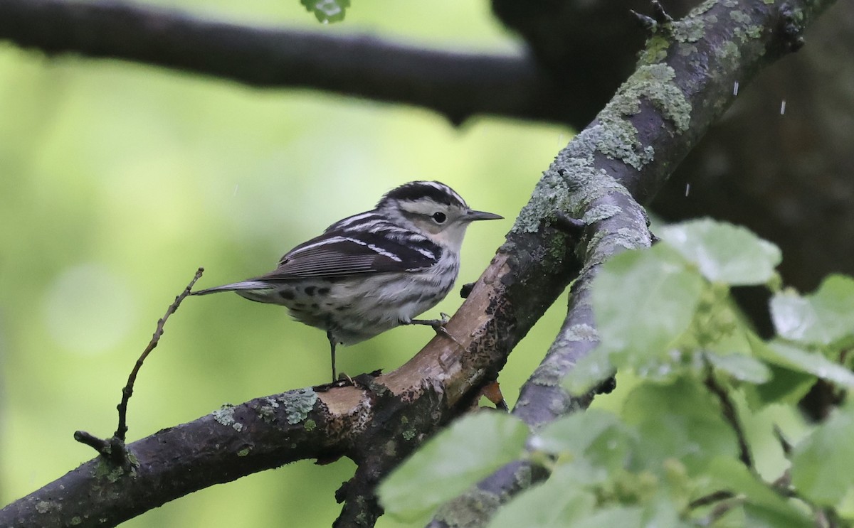 Black-and-white Warbler - ML619055114