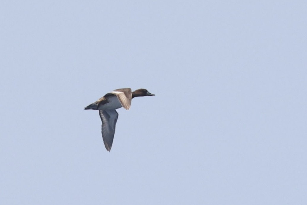 Greater Scaup - ML619055116