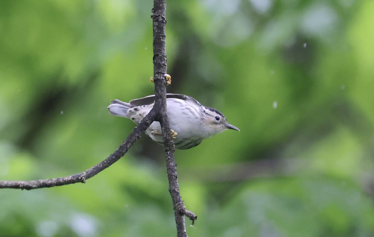 Black-and-white Warbler - ML619055117