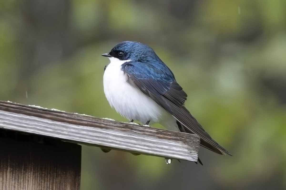 Tree Swallow - Edith Auchter